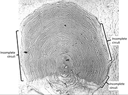 Magnified salmon scale with a small degree of resorption.